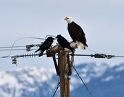 Three's A Crowd. Photo by Dave Bell.