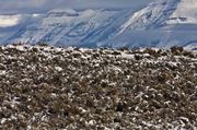 Foreground And Sawtooth Background. Photo by Dave Bell.