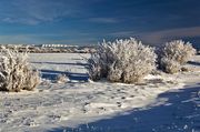 Frosty Willows. Photo by Dave Bell.