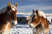 Gorgeous Animals. Photo by Dave Bell.