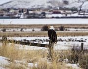 Bald Eagle On Fencepost. Photo by Dave Bell.