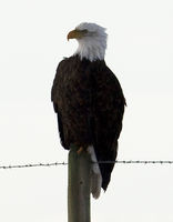 Bald Eagle Looking Hard. Photo by Dave Bell.