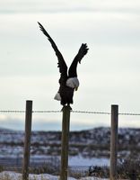 Stretch Those Wings. Photo by Dave Bell.