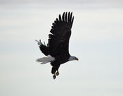 Up And Away!. Photo by Dave Bell.