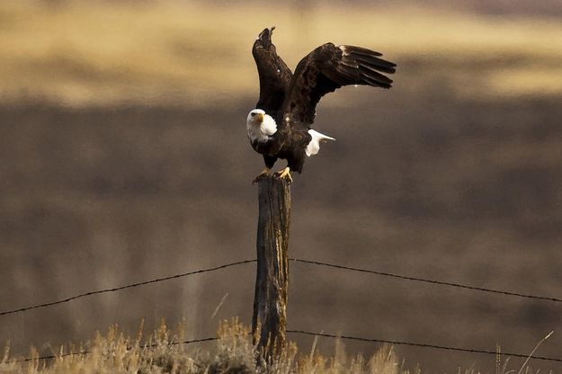 I'm Outta Here!. Photo by Dave Bell.