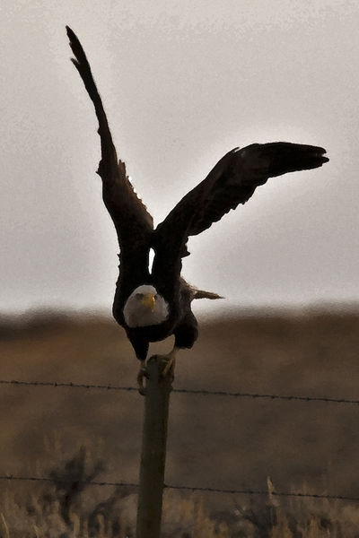 Ready, Set, Go!. Photo by Dave Bell.