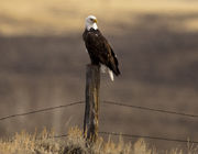 Bald Eagle. Photo by Dave Bell.