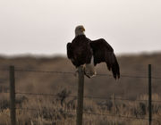 Fencepost Sitter. Photo by Dave Bell.