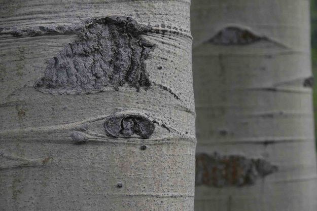 Treeman Peeking. Photo by Dave Bell.