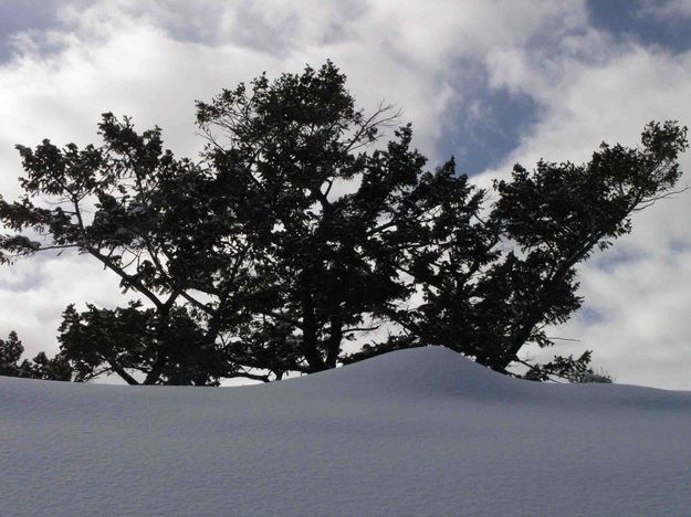 Old Man Pine Tree Sillouette. Photo by Dave Bell.