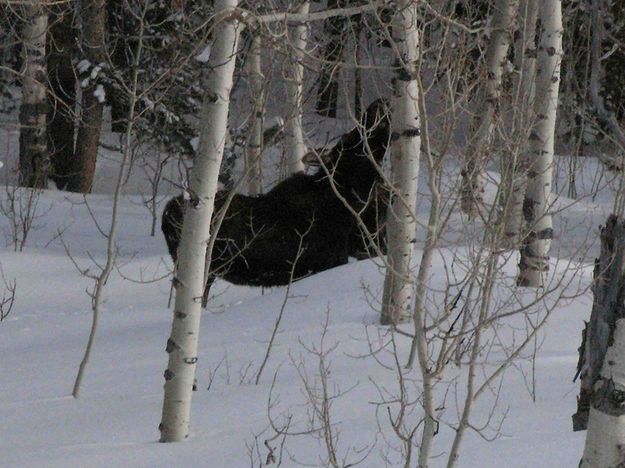 Moose Stretching For Aspen Tips. Photo by Dave Bell.