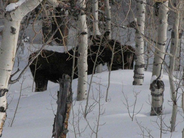 Two Moose Feeding. Photo by Dave Bell.