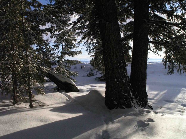 Snow and Pines. Photo by Dave Bell.