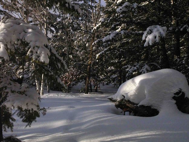 Snowy Forest Setting. Photo by Dave Bell.