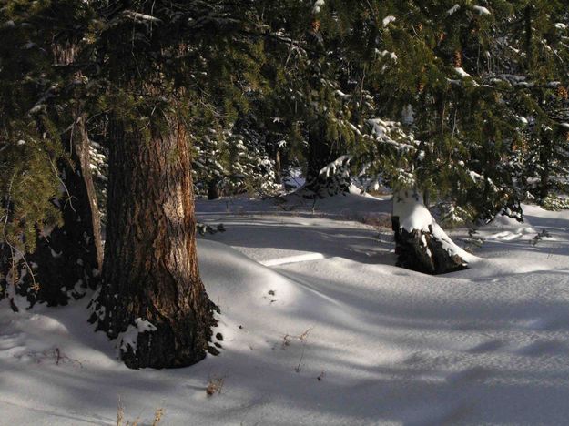 Pine Tree Trunk. Photo by Dave Bell.