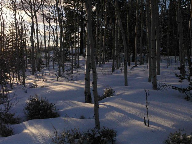 Aspen Shadows At Sunset. Photo by Dave Bell.