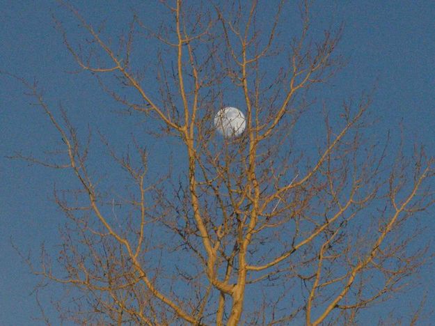 Moon Entangled In Aspen. Photo by Dave Bell.