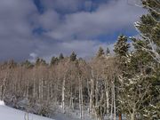 Puffy Clouds, Blue Sky and Aspen. Photo by Dave Bell.