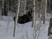 Moose Stretching For Aspen Tips. Photo by Dave Bell.