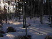 Aspen Shadows At Sunset. Photo by Dave Bell.