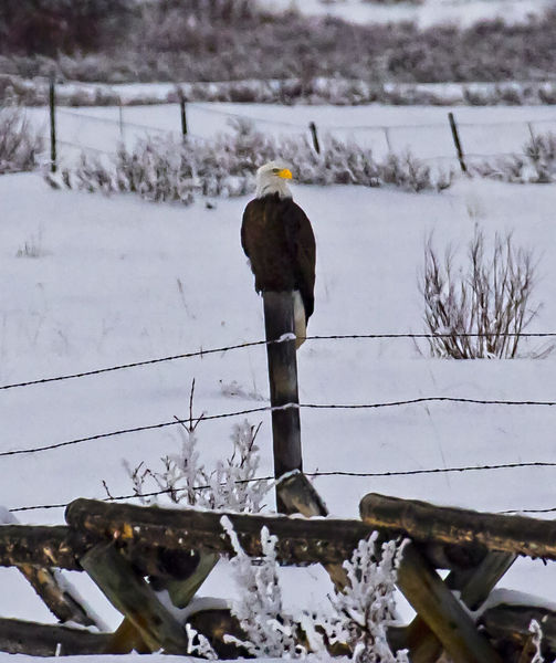 Old Yellow Beak. Photo by Dave Bell.