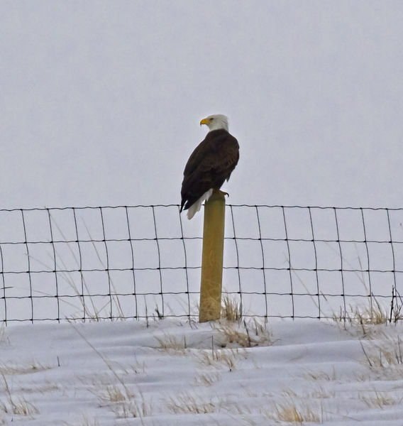 Fence Sitter. Photo by Dave Bell.