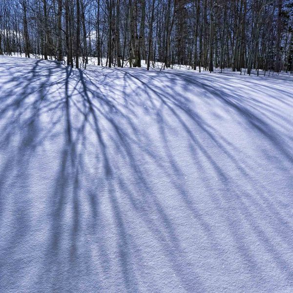 Aspen Shadows. Photo by Dave Bell.