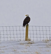 Fence Sitter. Photo by Dave Bell.