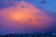 Pink Sunset Cottonball. Photo by Dave Bell.