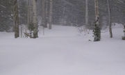 Snow--3:43PM. Photo by Dave Bell.