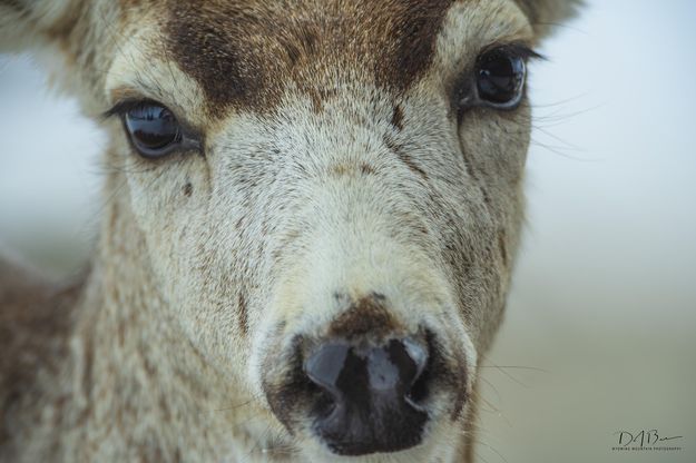 A Face Of Innocence. Photo by Dave Bell.