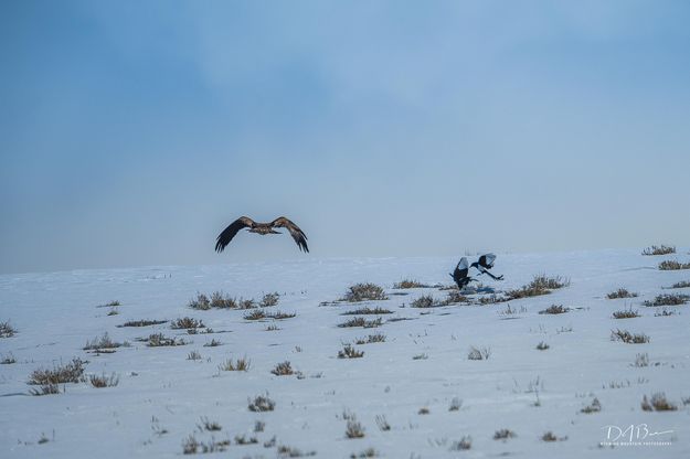 Leaving The Remains. Photo by Dave Bell.