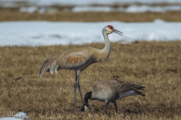 Sandhill Beauty. Photo by Dave Bell.