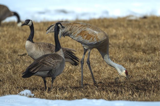 Feeding. Photo by Dave Bell.