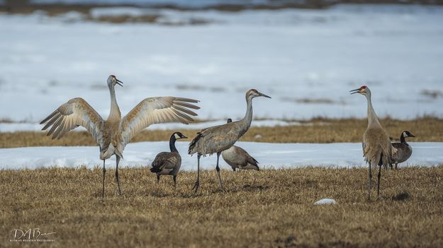 Spring. Photo by Dave Bell.