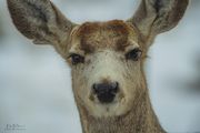 I Didn't Steal The Toilet Paper. Photo by Dave Bell.