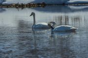 Beautiful Swans. Photo by Dave Bell.