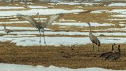 Sandhill Games. Photo by Dave Bell.