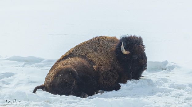 Snooze. Photo by Dave Bell.