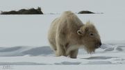 White Buffalo. Photo by Dave Bell.