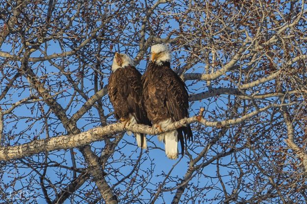 Calling. Photo by Dave Bell.