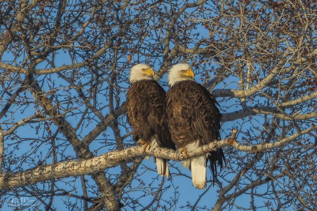 In A Relationship. Photo by Dave Bell.