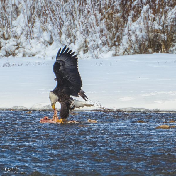 I Can Get It. Photo by Dave Bell.