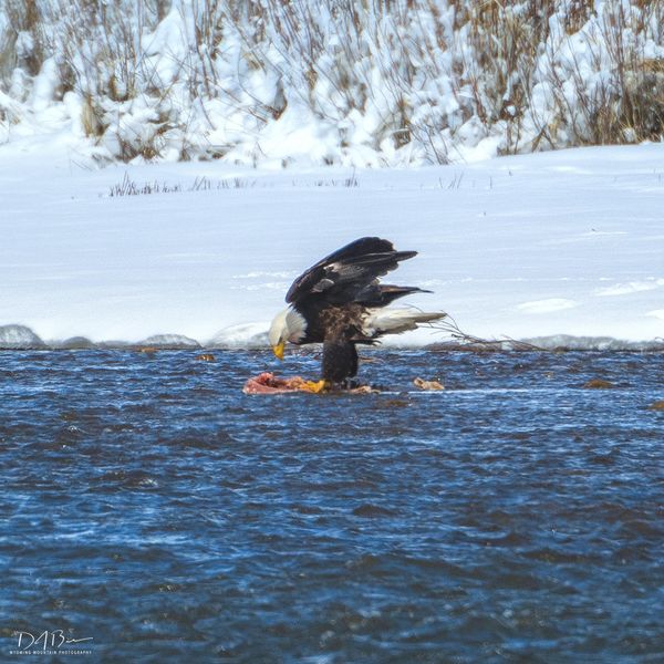 Cold Meal. Photo by Dave Bell.