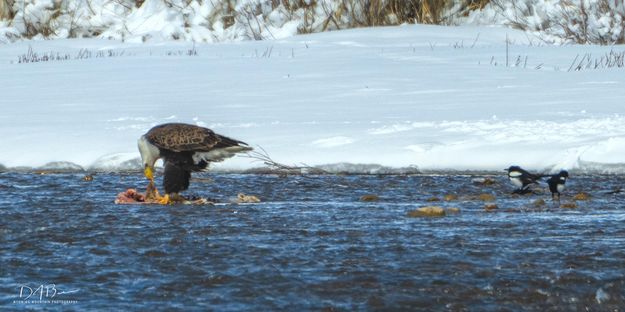 River Watch. Photo by Dave Bell.