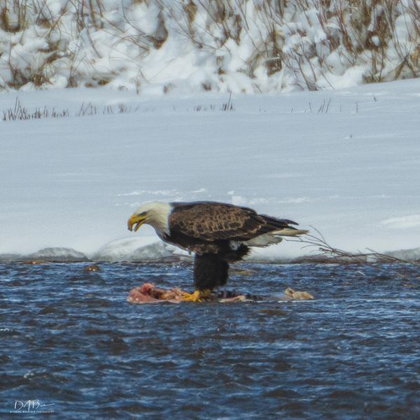 Watching. Photo by Dave Bell.