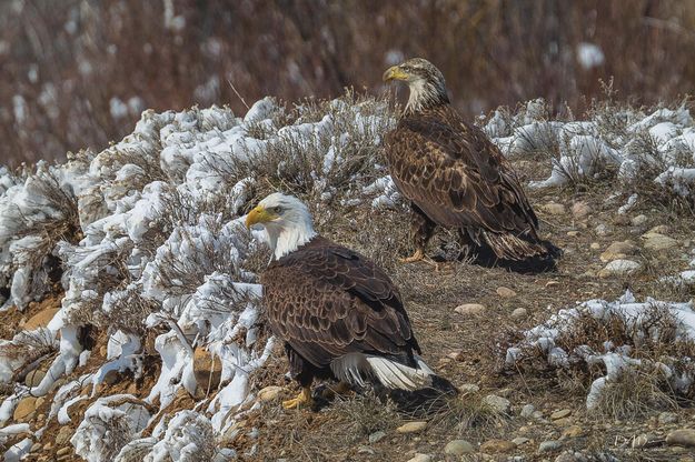 Annoyed. Photo by Dave Bell.