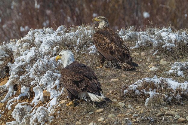 Ignoring. Photo by Dave Bell.