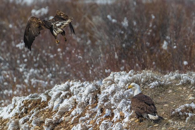 In Flight. Photo by Dave Bell.