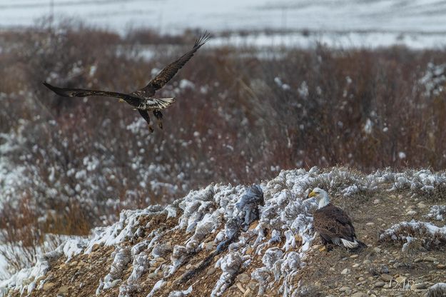 Gone. Photo by Dave Bell.